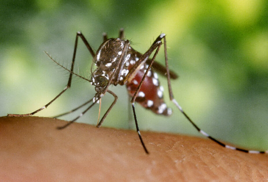 Mosquitos Transmissores De Dengue Podem Disseminar Febre Chikungunya Revista Pesquisa Fapesp