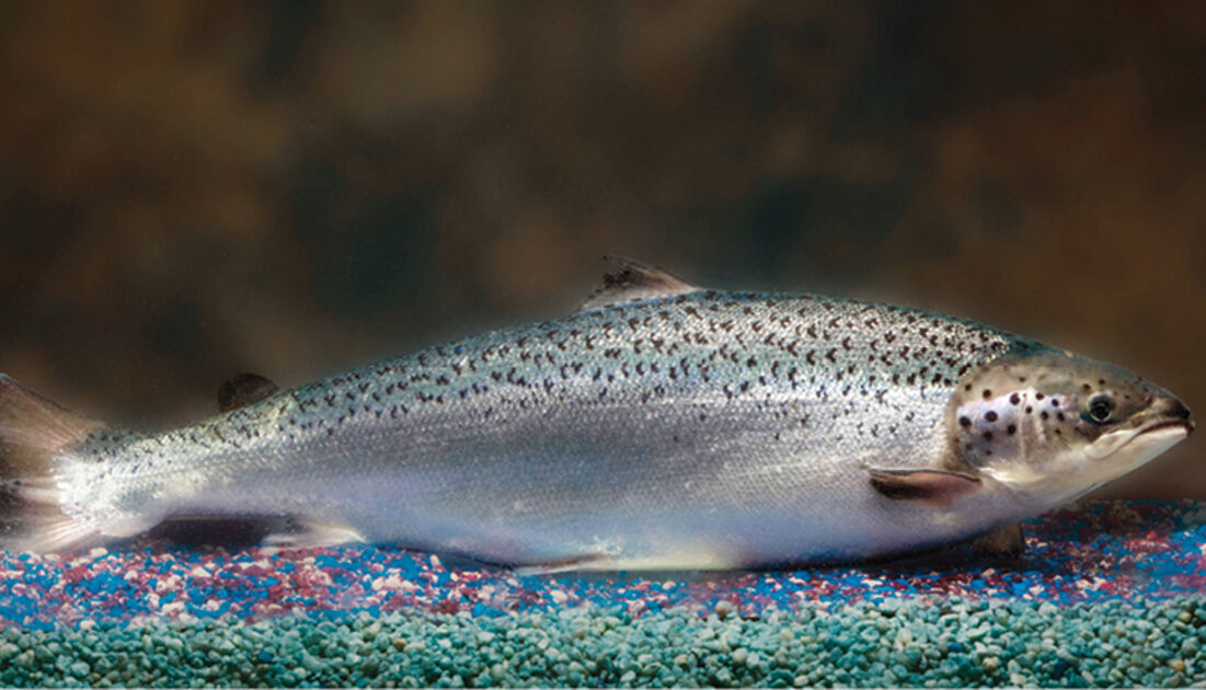 Genetically modified salmon for human consumption : Revista
