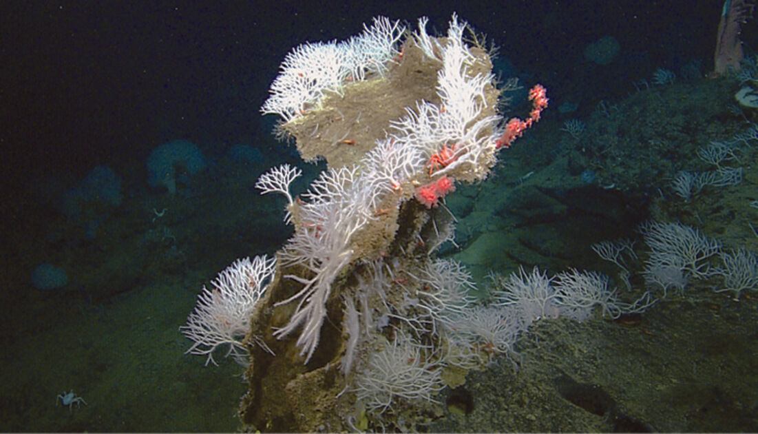 New carnivorous sponges Revista Pesquisa Fapesp