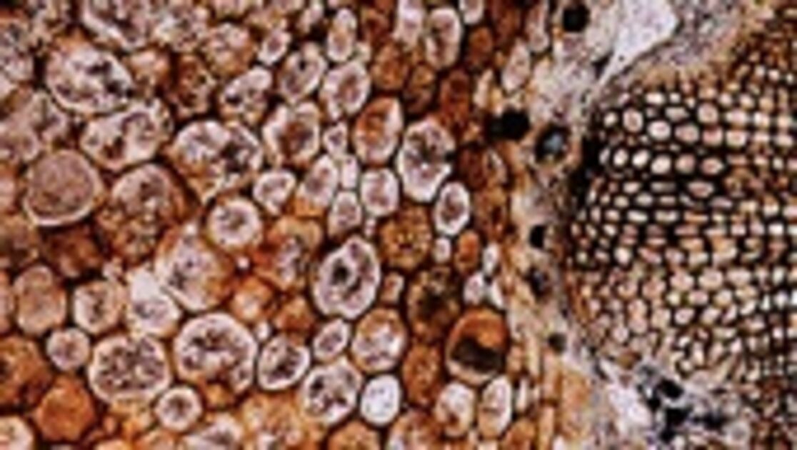 ブラジル】デンドライト石板額 花草化石 DENDRITOS DO BRAZIL A