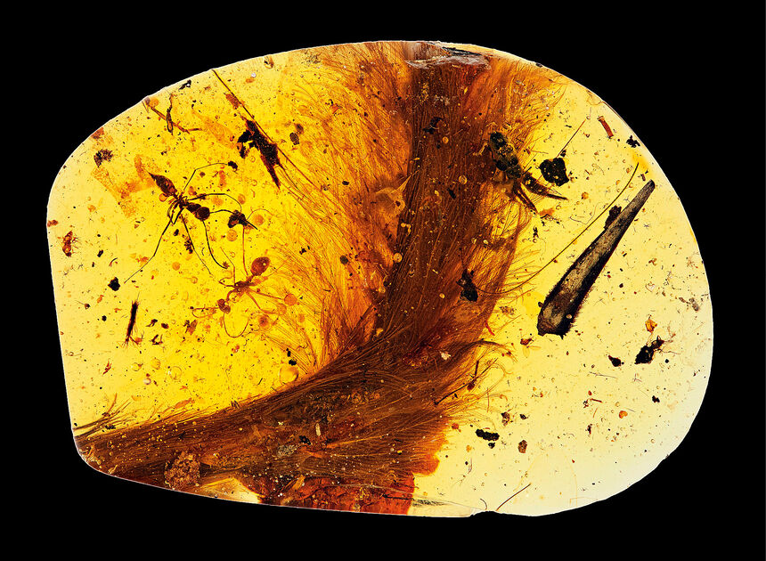 amber dinosaur feathers