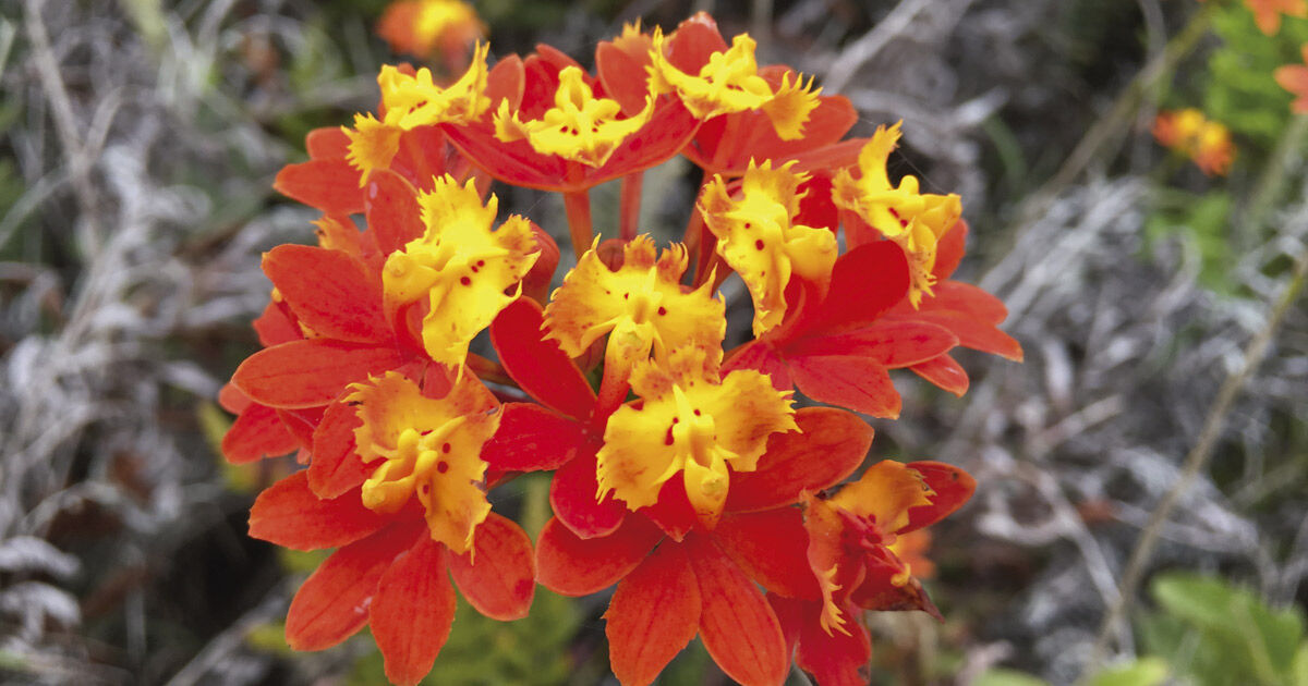 Genética da orquídea-da-praia favorece tolerância a mudanças climáticas