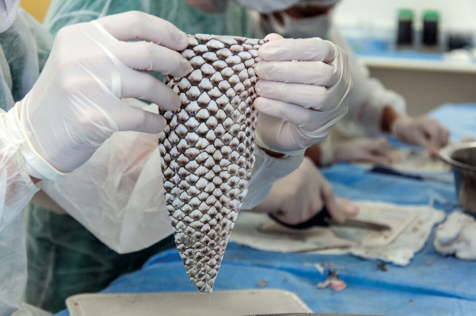 In the skin of tilapia Revista Pesquisa Fapesp