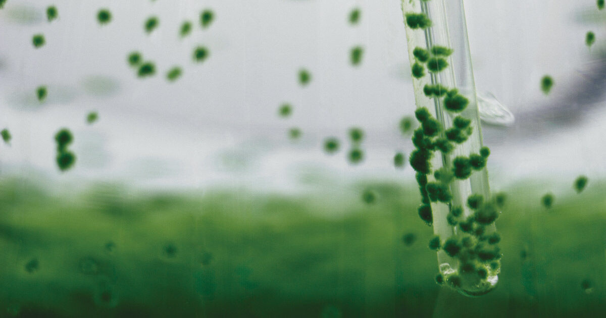 Colônia de cianobactérias cultivadas em laboratório