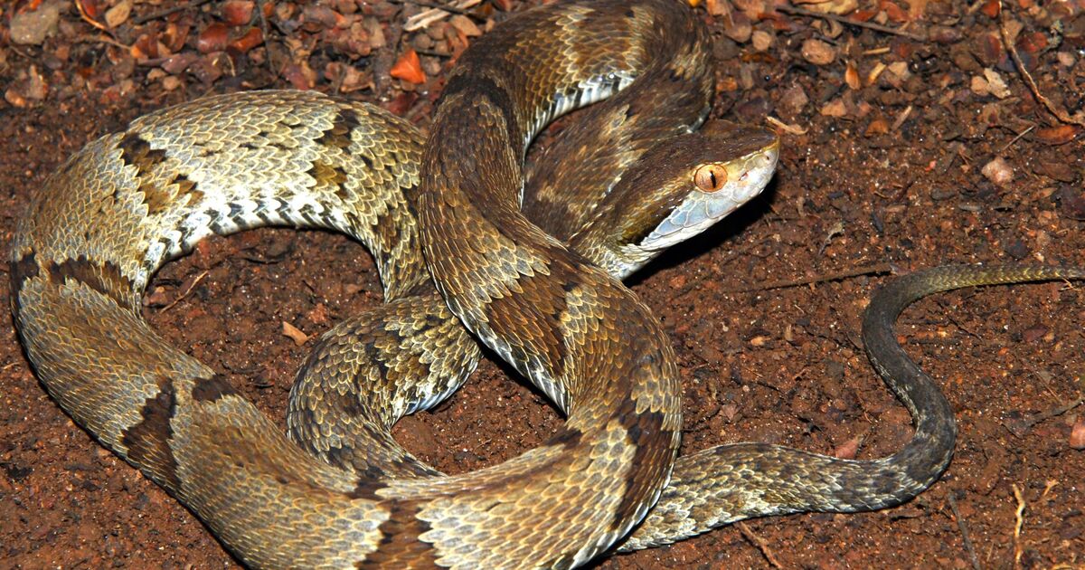 Seis tipos de jararaca e cobra 'exclusiva': Veja quais são as serpentes  mais comuns no TO, Tocantins