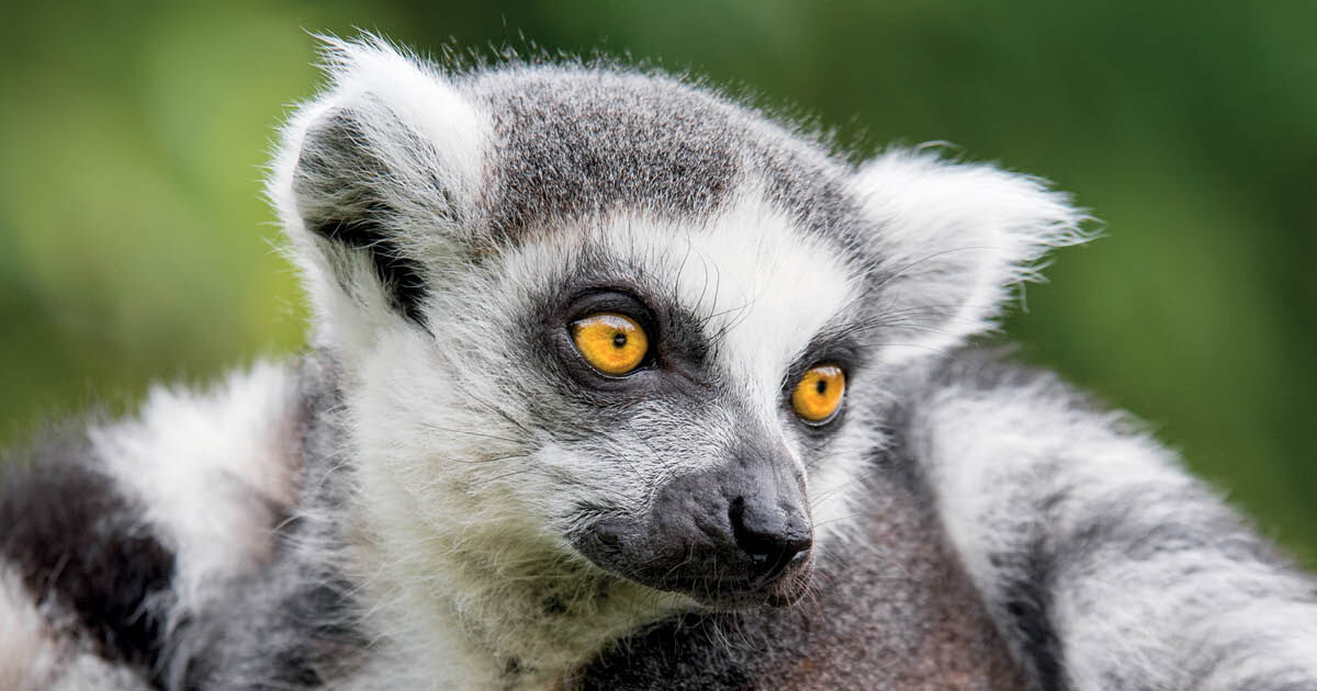 Macaco-prego - Biologia - InfoEscola