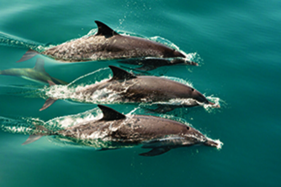 Ballenas y delfines a la vista! : Revista Pesquisa Fapesp