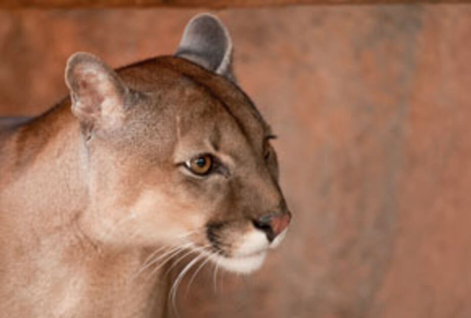 TYBA ONLINE :: Subject: Detail of cougar (Puma concolor) - also known as  mountain lion / Place: Brazil <br><br> Reproduction of Brasil Flora Fauna  book