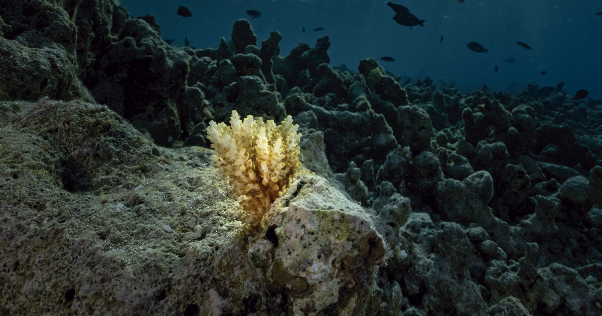 Pesquisadores buscam restaurar recifes de coral dizimados por