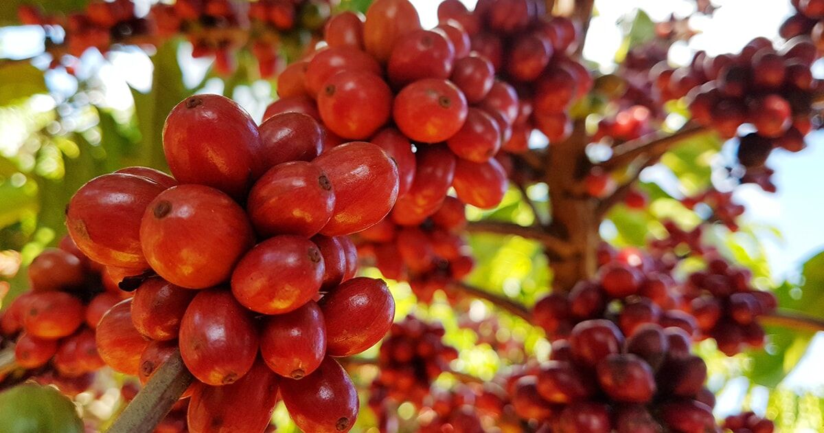 Recolhedora de cafe conilon Robusta Pinhalense #robusta #agro #agrobo