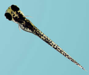Larva de zebrafish com 5 dias de vida