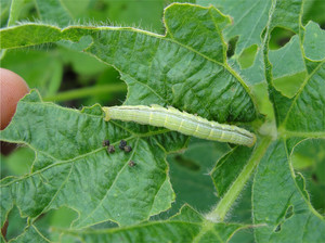 A lagarta Anticarsia gemmatalis se alimentando e causando danos à plantação de soja