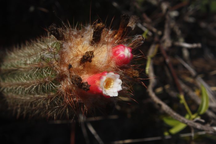 Com flores de duas cores, <em>Arrojadoa albiflora</em> é visitada por beija-flores e ocorre nas montanhas entre as cidades de Urandi e Jacaraci, no 
sudoeste da Bahia. São plantas raras, ameaçadas pelo desenvolvimento da região e por colecionadores. (foto: Marlon Machado)
