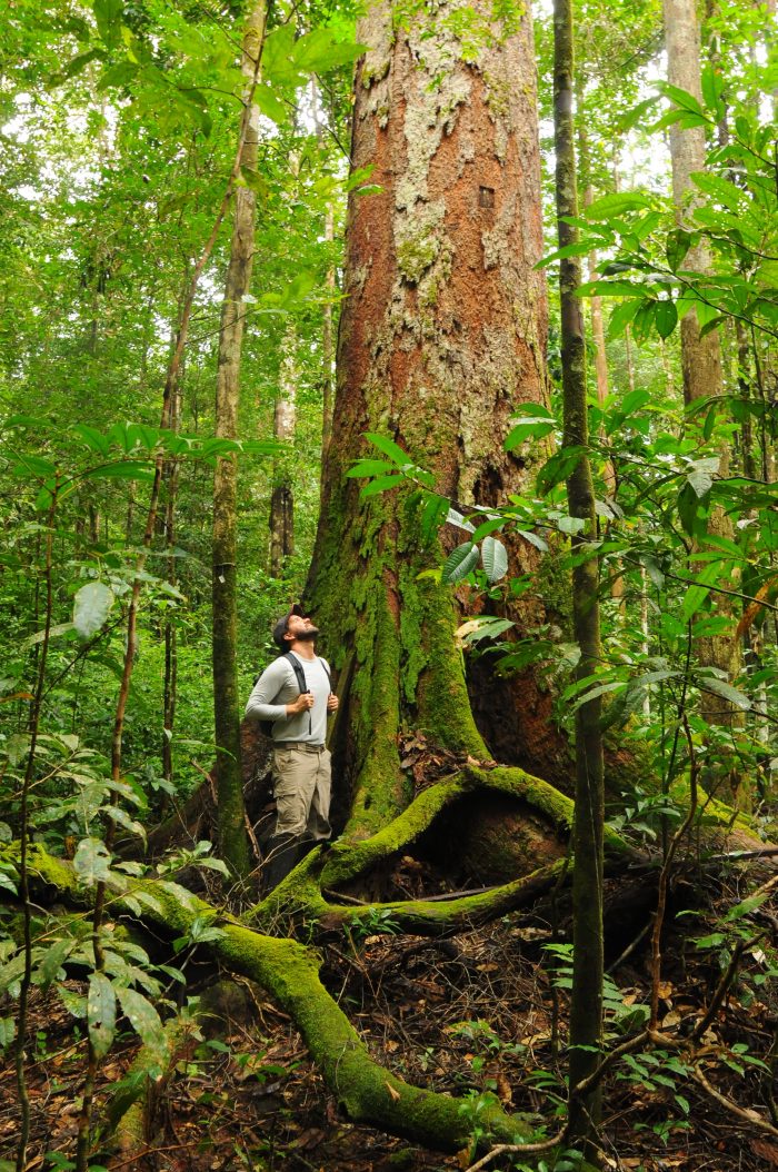 O Esecaflor, abreviação de Efeitos da Seca da Floresta, é o experimento  mais extenso e mais duradouro no mundo a avaliar o efeito de seca numa floresta tropical. Na imagem, o pesquisador Rafael Oliveira na parcela controle - parte não alterada pelo estudo - na Floresta Nacional de Caxiuanã, no Pará (foto: Patrick Meir)