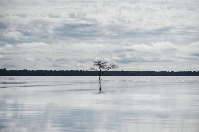 Na Amazônia, tão presente quanto a floresta é a água. Às vezes as duas se encontram, como este ipê da espécie <em>Tabebuia barbata</em> no rio Negro 