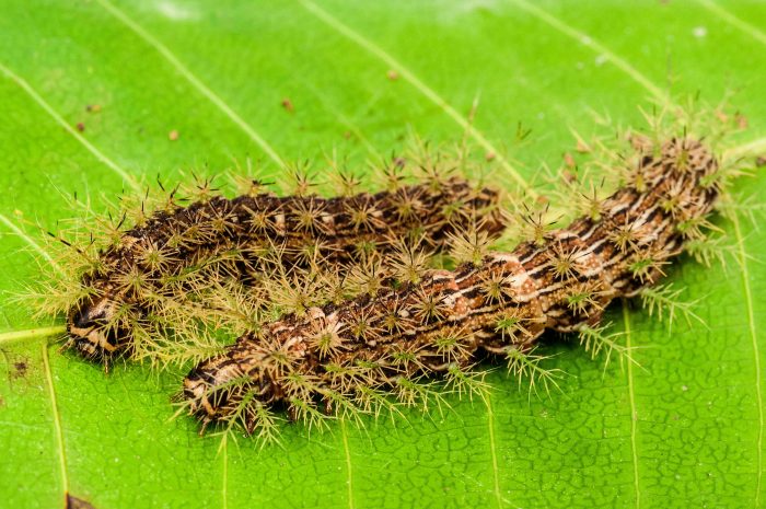 Comum nas propriedades rurais do Sul do Brasil, as lagartas-de-fogo podem alcançar 6 centímetros de comprimento