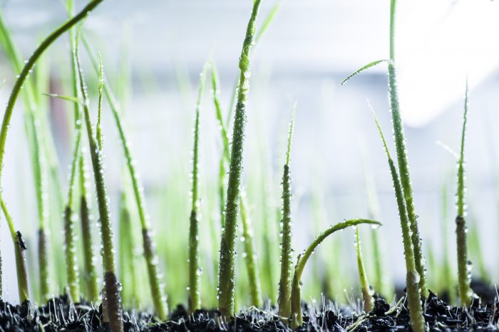 Na câmara de brotação de mudas, no Centro Avançado da Pesquisa Tecnológica do Agronegócio de Cana, em Ribeirão Preto, mudas tratadas com fungicida crescem com temperatura e umidade controladas