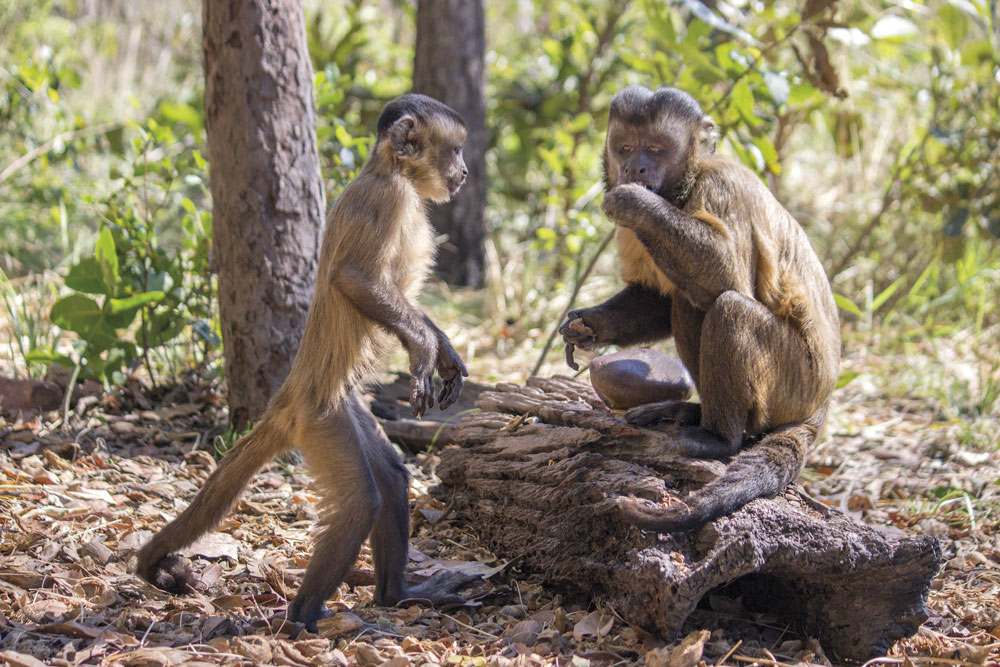 A organização dos macacos-prego by Pesquisa Fapesp - Issuu