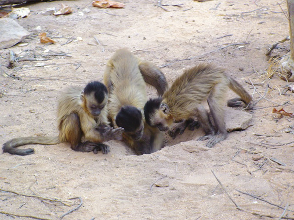 11 ideias de Sagui  primatas, macacos, animais da caatinga