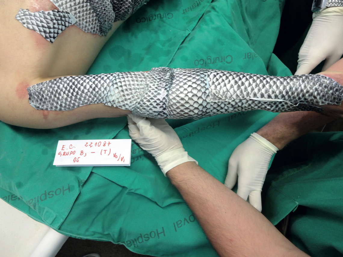 Na pele da tilápia : Revista Pesquisa Fapesp