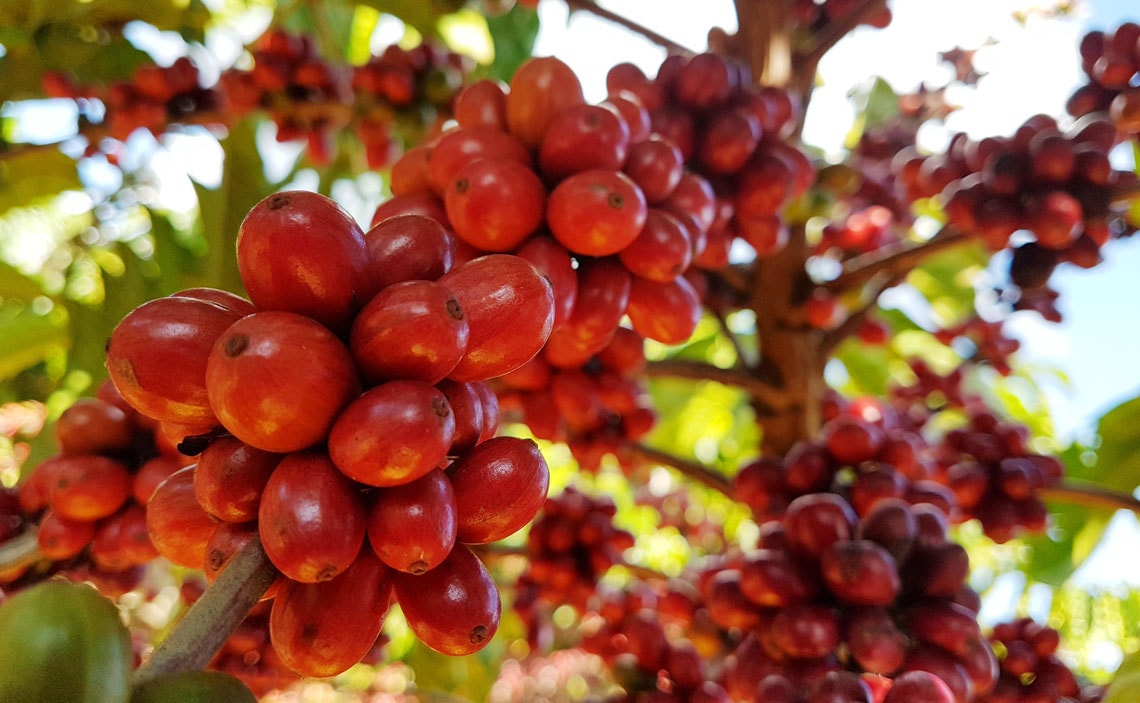 Chapada: Cultivo de cafeeiro robusta/conillon se mostra viável na região  chapadeira como alternativa para a produção de café – Jornal da Chapada