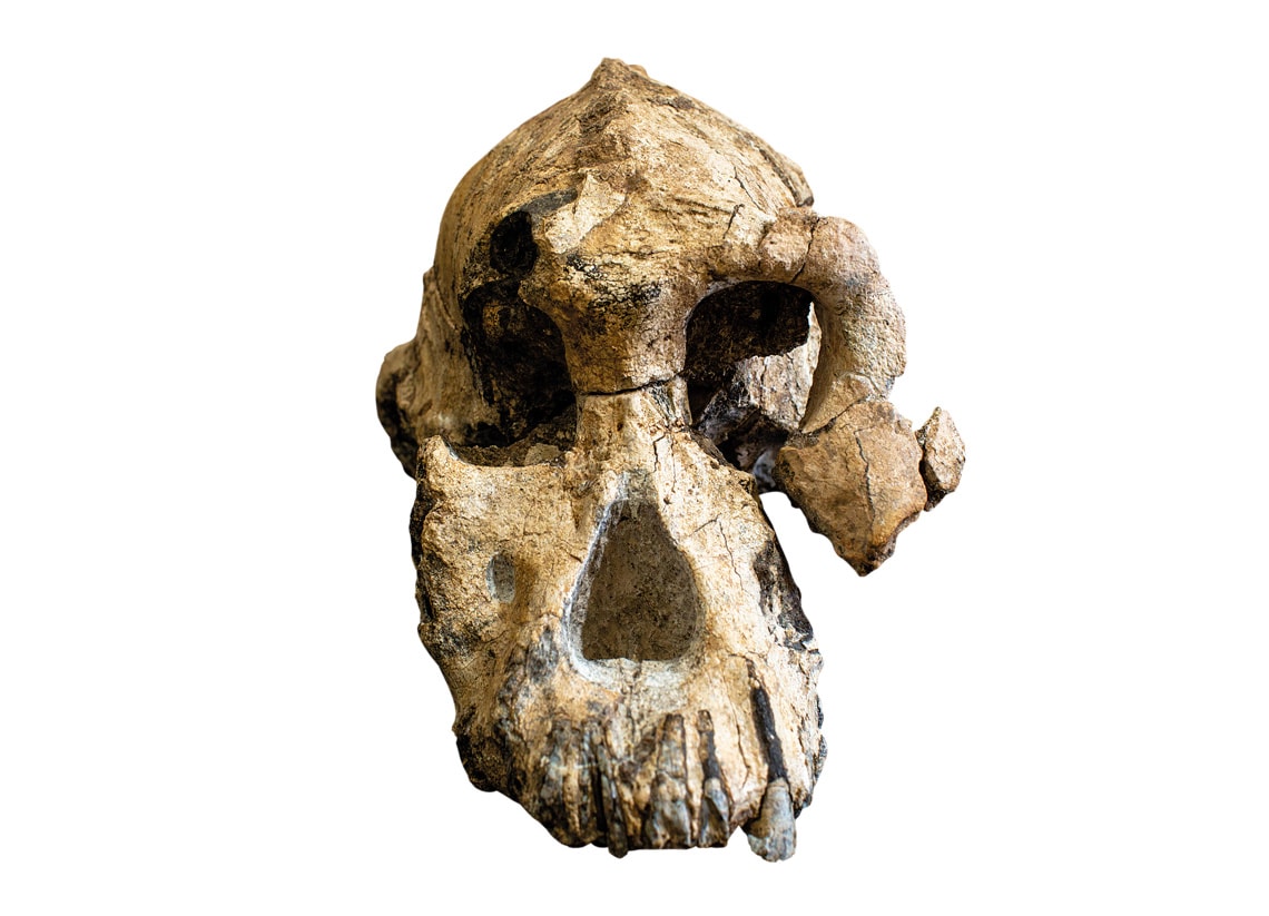 Deformação em fóssil mais completo de Australopiteco pode ser