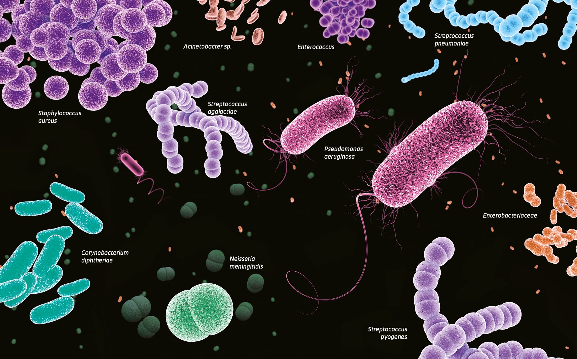 Бактерия spp. Corynebacterium SPP. (Коринебактерии). Бактерия Corynebacterium minutissimum.. Бациллы бактерии. Бактерии рода Bacillus.