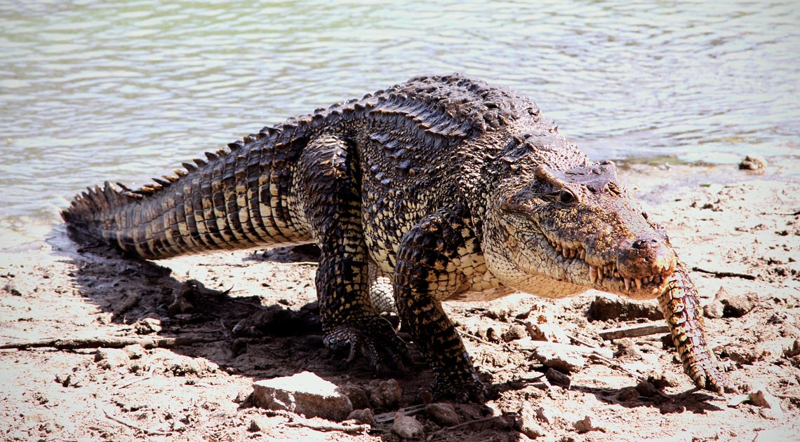 El cocodrilo con “cuernos” del estado de Acre, en Brasil : Revista Pesquisa  Fapesp