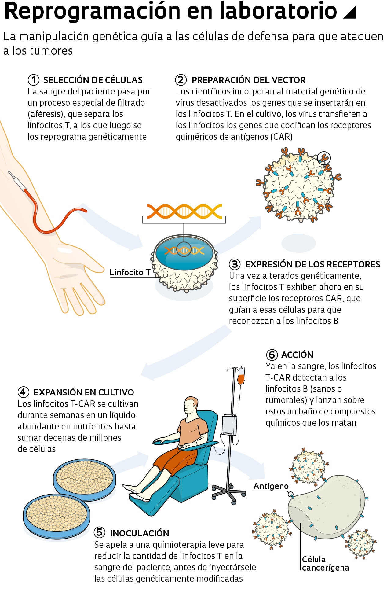 El lactato del ejercicio ayuda a las células que combaten el cáncer