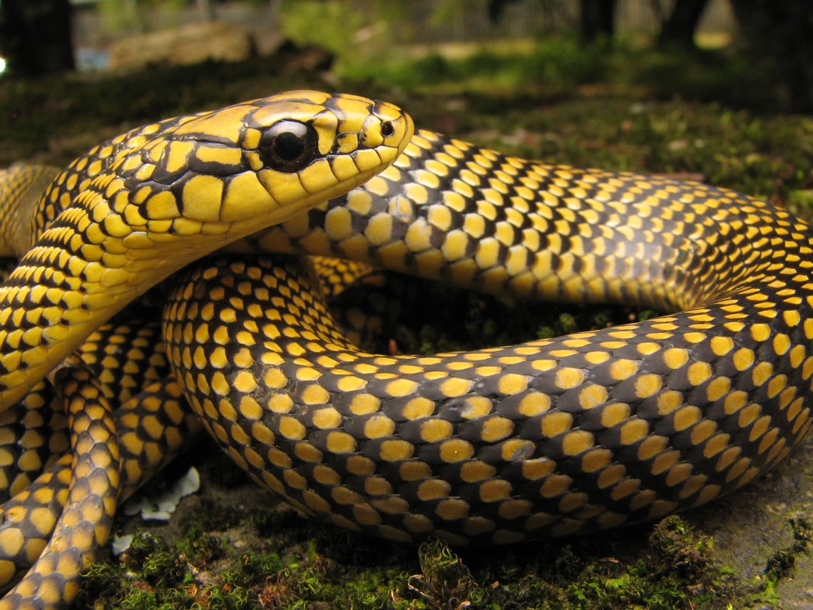 Onde estão as serpentes brasileiras : Revista Pesquisa Fapesp