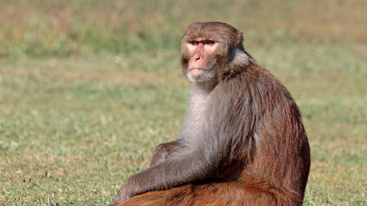 Macaco é melhor modelo animal : Revista Pesquisa Fapesp