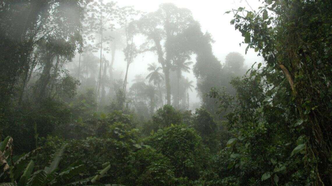 Quais são os TIPOS de VEGETAÇÃO do Brasil? 