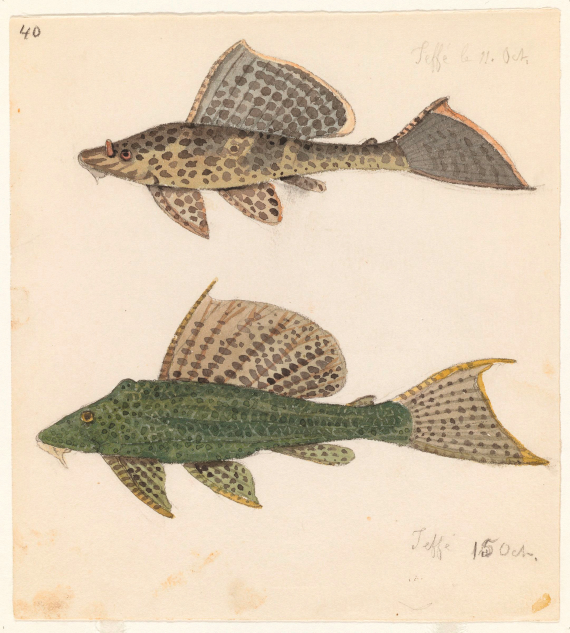 Rescuing the watercolors : Revista Pesquisa Fapesp