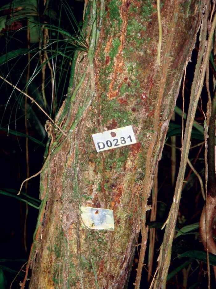 Três ações de campo do programa na Mata Atlântica: placa de identificação colocada em árvore,