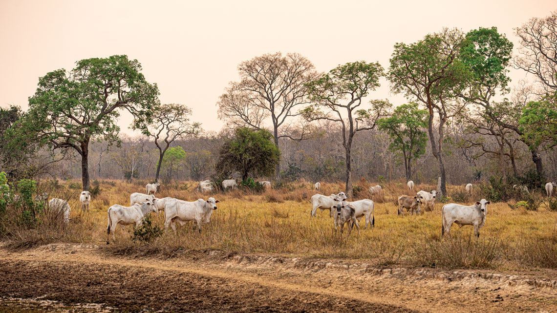 Cheia no Pantanal Sul pode ocupar área mais extensa em 2018 - Giro do Boi