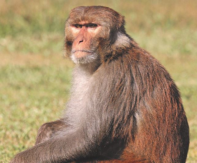 Los monos constituyen el mejor modelo animal : Revista Pesquisa Fapesp