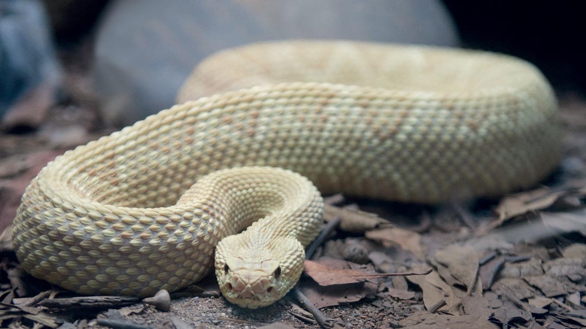 Serpentes apreendidas em Brasília já estão no Butantan, serpente