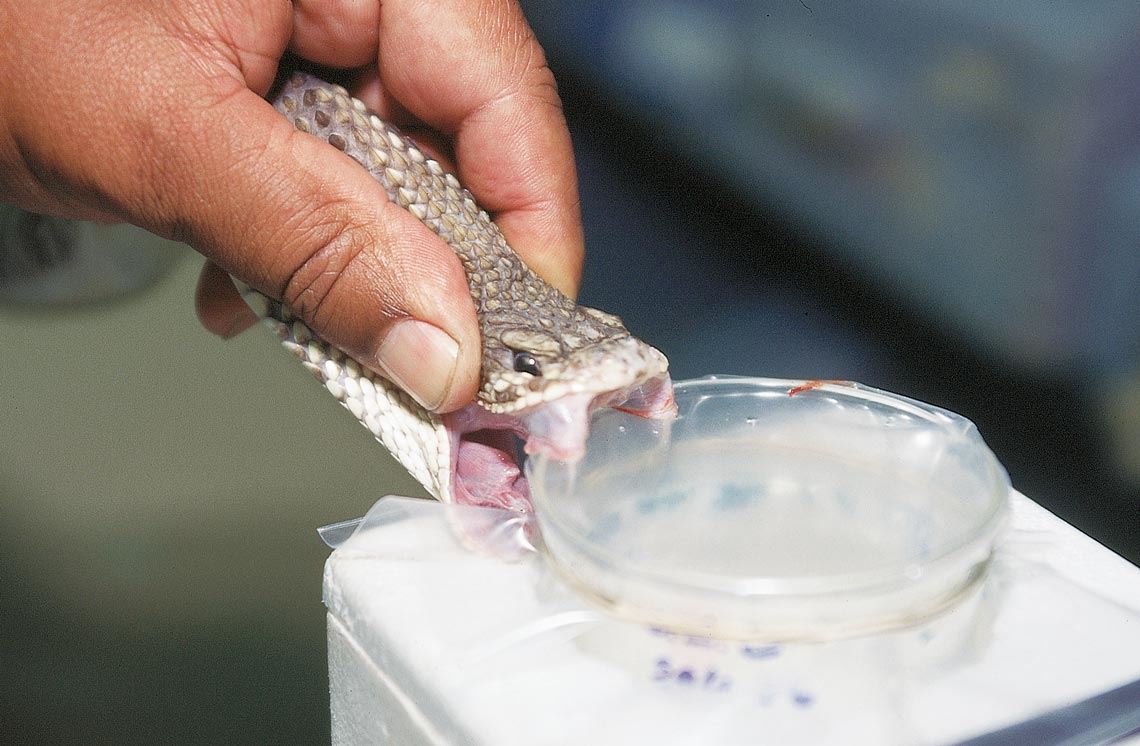 Veneno de serpente tem proteínas com potencial farmacológico