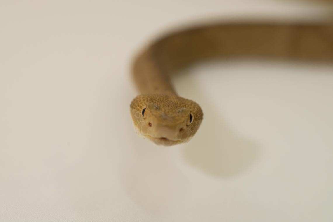 Após meses desaparecida, serpente Píton de mais de 4 metros é