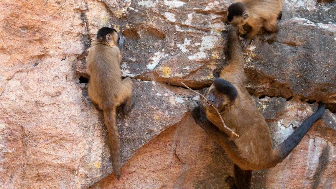 Campanha De Macacos Fofos Para Amar Seu Animal De Estimação