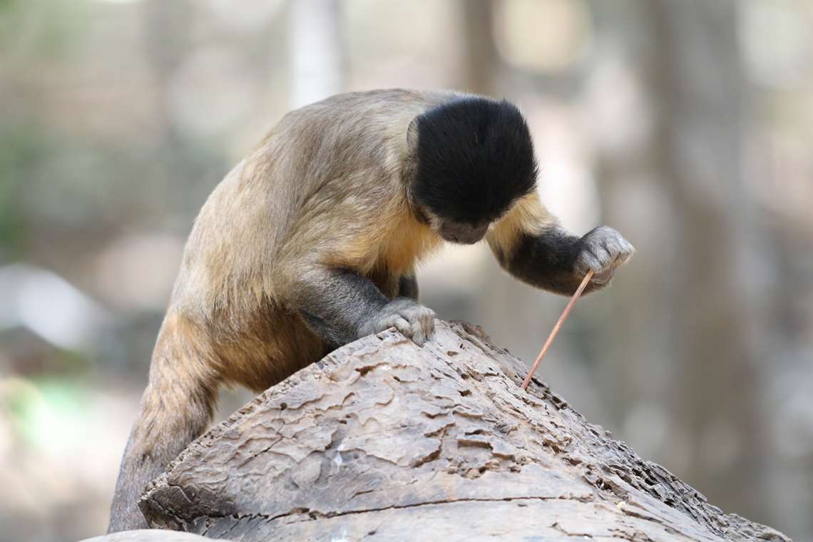 Macacos-prego: como uma simples pedra se transforma em ferramenta
