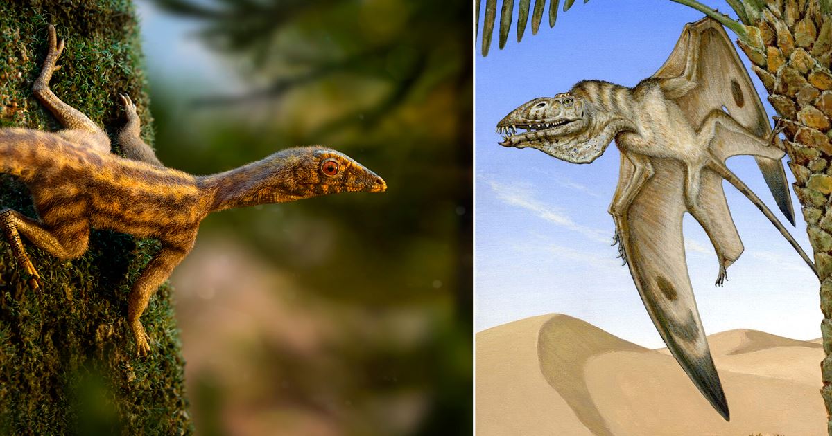 Did pterosaurs have feathers? Scientific debate takes flight in new study