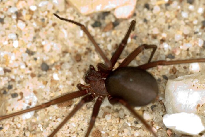 Brown recluse spider...