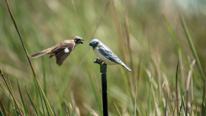 A sequence of images showing the aggressive reactions of a male Ibera seedeater to the presence in its territory of a decoy mimicking another male of its species