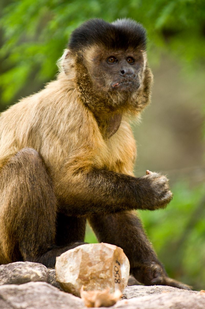 Macaco-prego, Os Macaco-prego (Cebus apella) são macacos do…