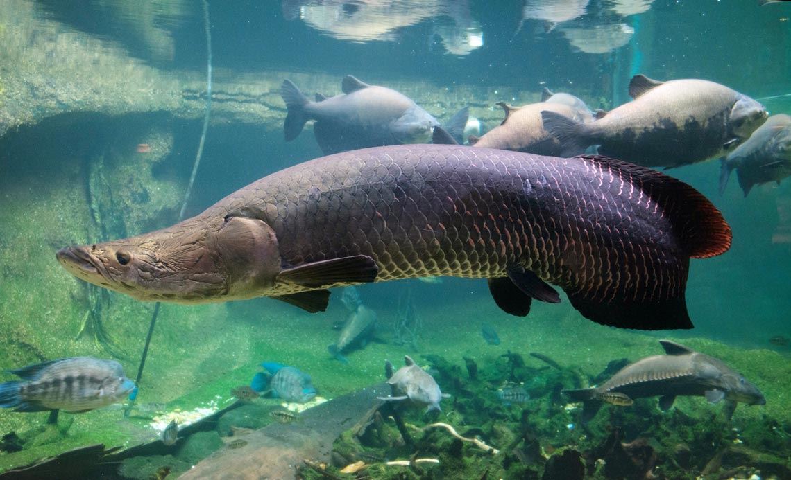 Peixe 'extinto' no México é reintroduzido na natureza graças a zoo