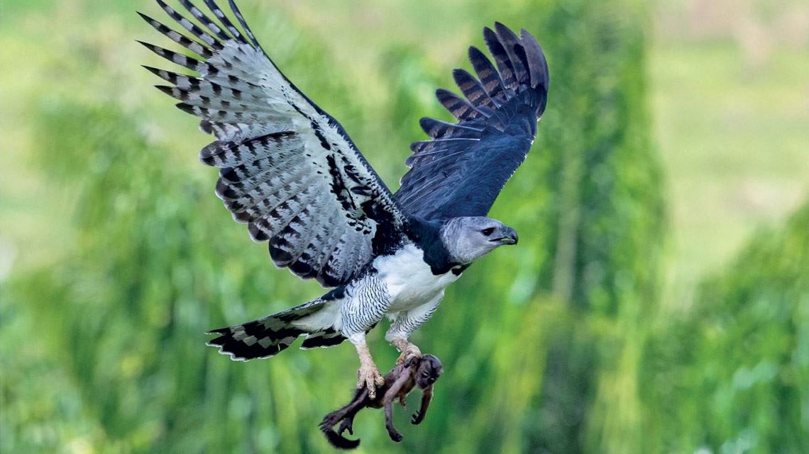 La deforestación y el hambre del águila arpía : Revista Pesquisa Fapesp
