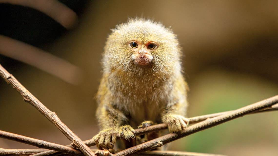 O menor macaco das Américas: Sagui-pigmeu (Cebuella pygmaea)