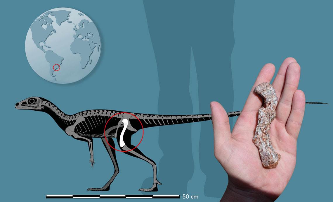 Descoberto no Brasil o mais antigo precursor dos dinossauros da