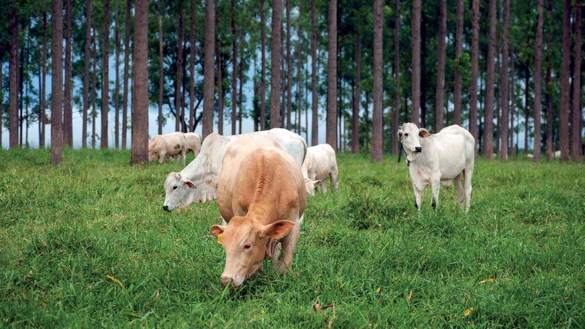 Reducing the Carbon Footprint of Cattle Operations through Diet